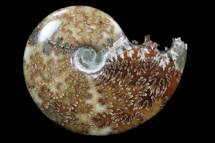 Polished, Agatized Ammonite (Cleoniceras) - Madagascar #83038